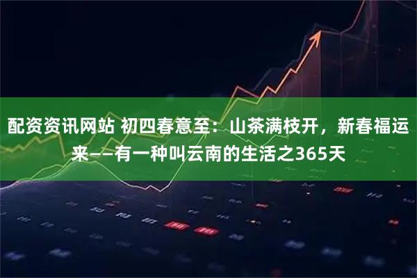 配资资讯网站 初四春意至：山茶满枝开，新春福运来——有一种叫云南的生活之365天